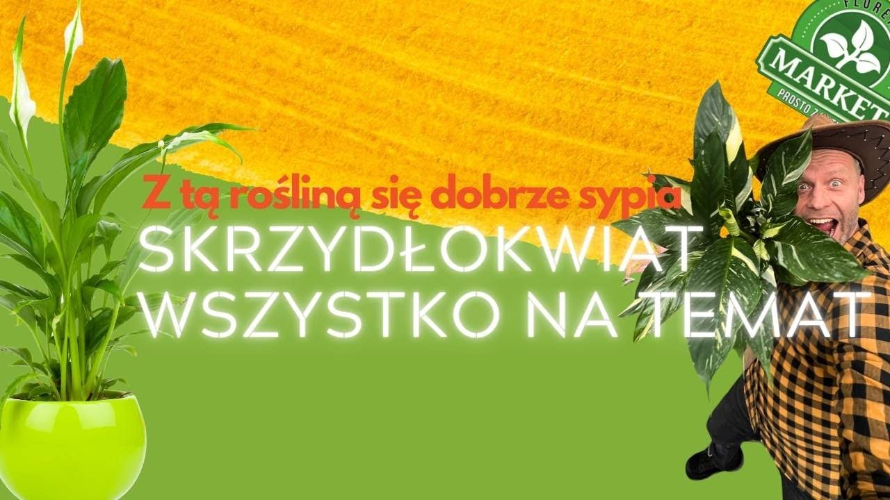 SKRZYDŁOKWIAT, TAJNIKI UPRAWY🪴, jak pielęgnować i do jakiej ziemi sadzić🔥
