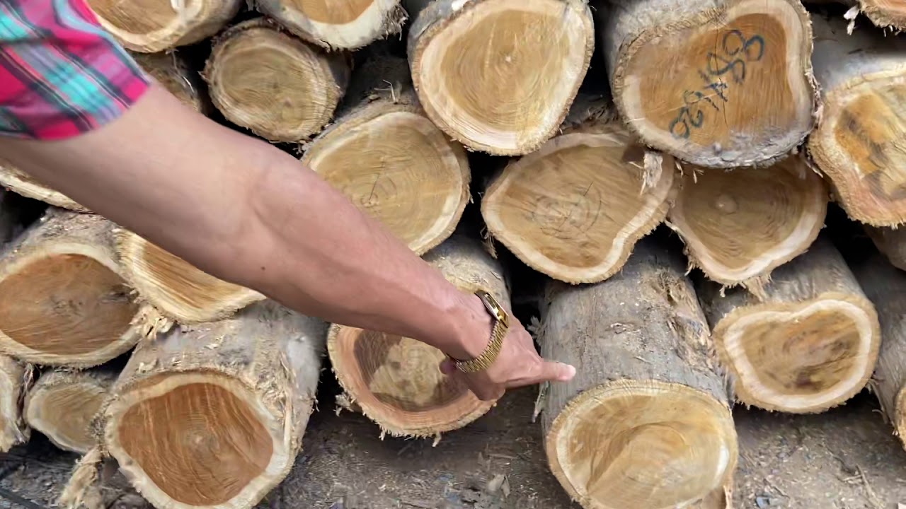 ต้นสักอายุ20ปี EP.151