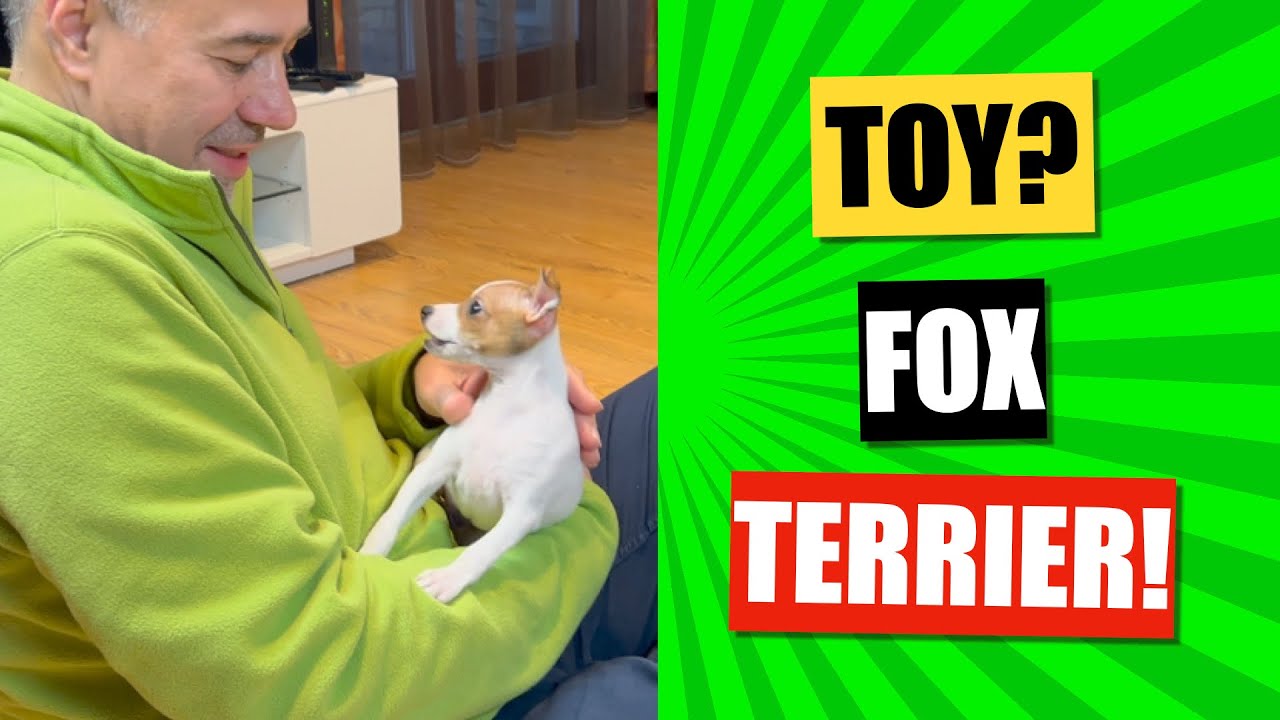 Kutyafajták - TOY FOX TERRIER