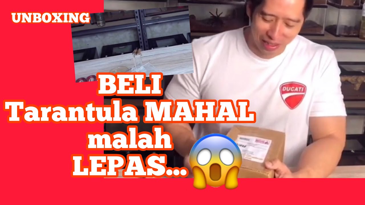 Unboxing tarantula SULTAN | OLD WORLD (Harpactira Pulchripes)