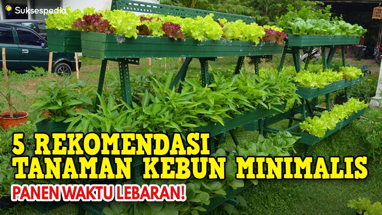 5 REKOMENDASI TANAMAN KEBUN MINIMALIS - PANEN WAKTU LEBARAN!