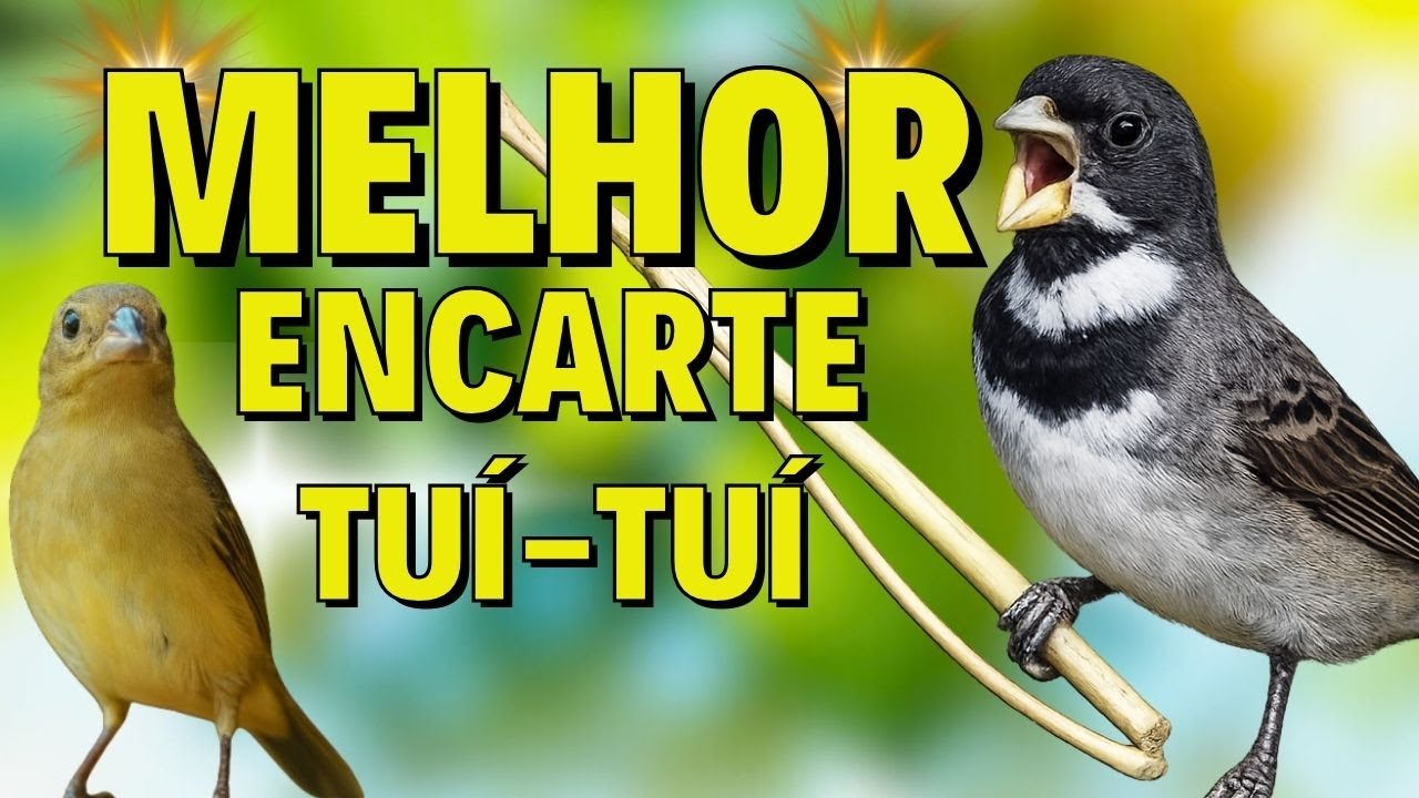 🟢 MELHOR CANTO DE COLEIRO TUI TUI PARA ENCARTE DE COLEIRO🟢🟢ÁUDIO COM FÊMEA - TURBINE SEU COLEIRO 🟢