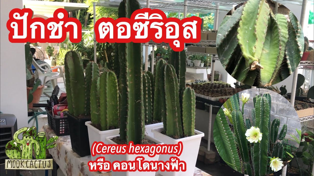 ปักชำ ตอซีริอุส cereus hexagonus หรือ คอนโดนางฟ้า | MookCactus