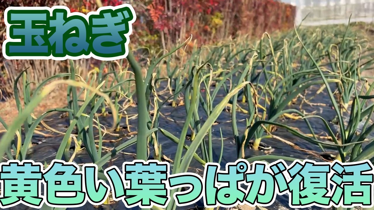 【玉ねぎ】黄色くなっていた葉っぱを復活させた方法