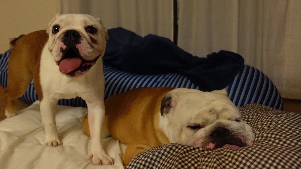 血は繋がってるが、性格が真逆の兄妹犬のリアルな生活風景はこちら！
