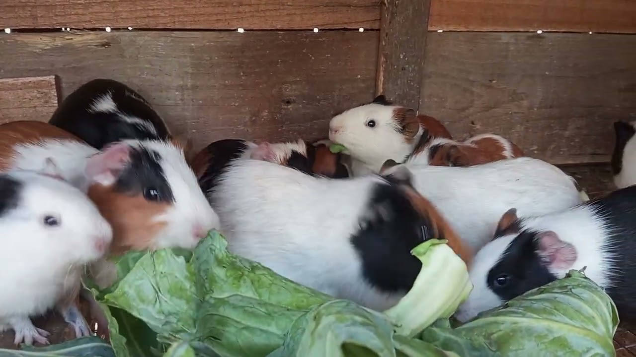 Gunie pig 