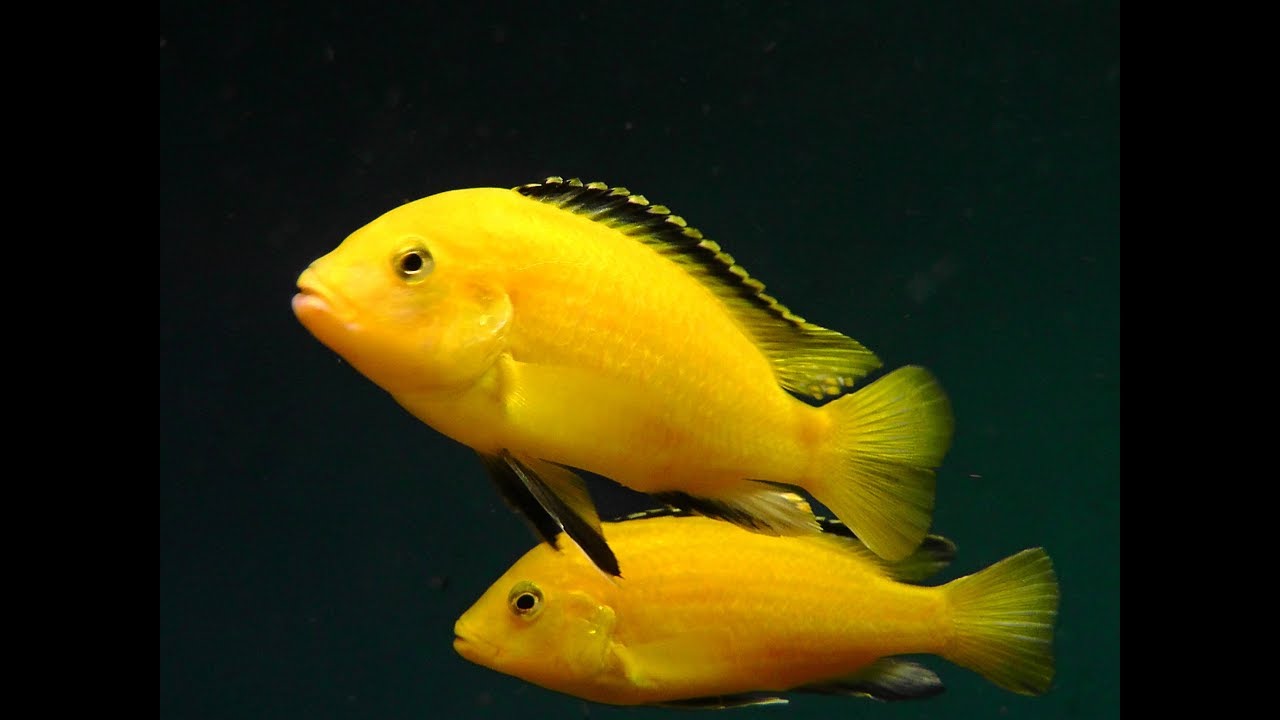 Labidochromis caeruleus Yellow