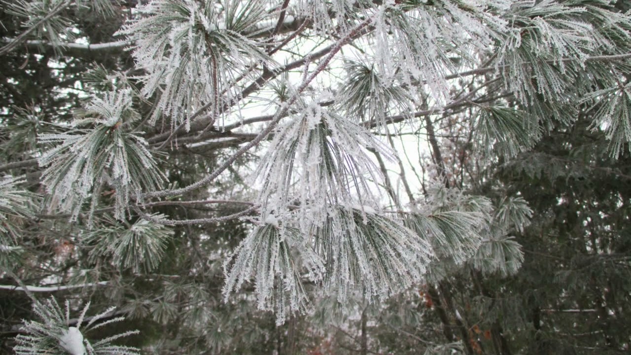 December 28, 2025 Frosty Morning