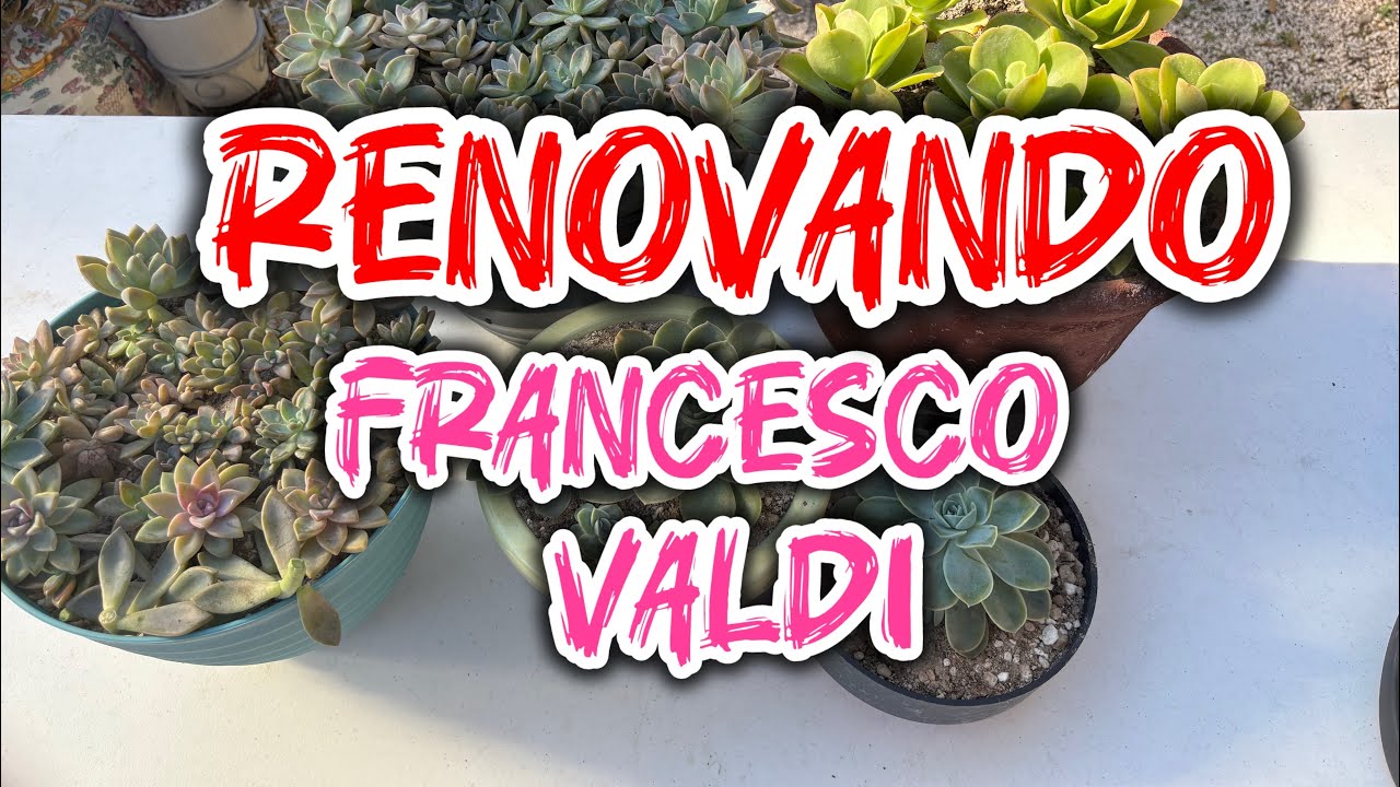 Renovando mi Francesco valdi y otras plantas🪴#plantas #garden #suculentas #jardín @plantasbyabby 