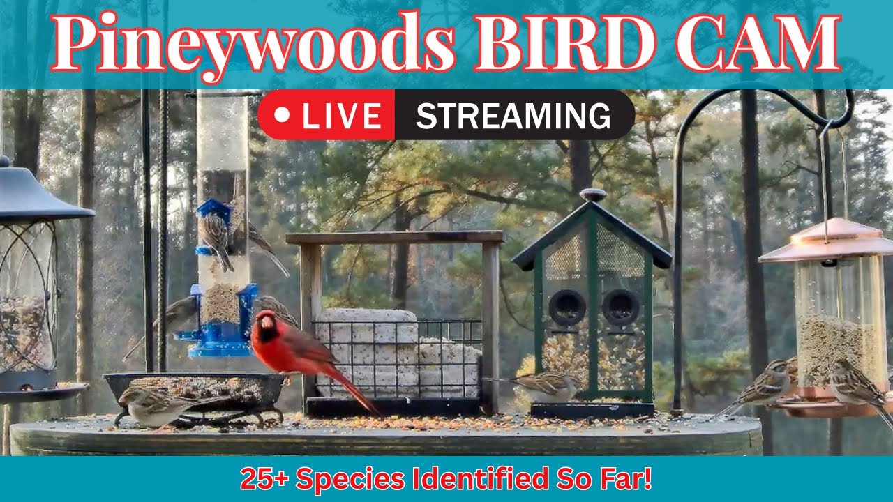 LIVE Bird Feeder Cam | Watch Wild Birds! | January 31st, 2026