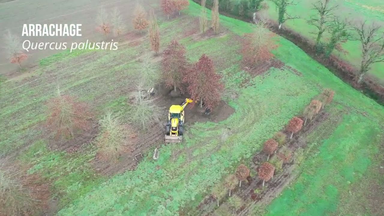CHAUVIRE TV#°28 - ARRACHAGE QUERCUS PALUSTRIS