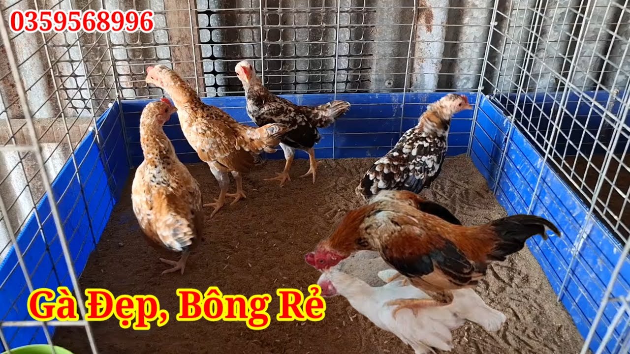 Gà Bông Quá Đẹp Mấy Anh Ơi,