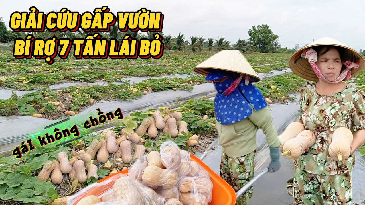 Giải Cứu Gấp Vườn Bí Rợ 7 Tấn Giá Nào Cũng Bán Lái Bỏ  #trungtinhtv