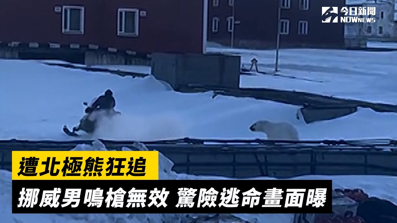 遭北極熊狂追 挪威男鳴槍無效 驚險逃命畫面曝｜NOWnews