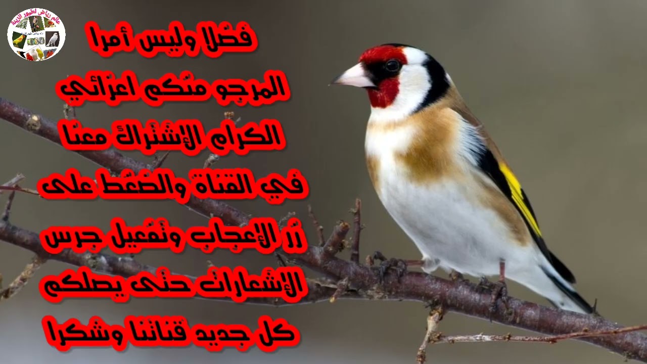 تغريد طائر الحسون لتعليم الفراخ الصغيرة (الحلقة 3)