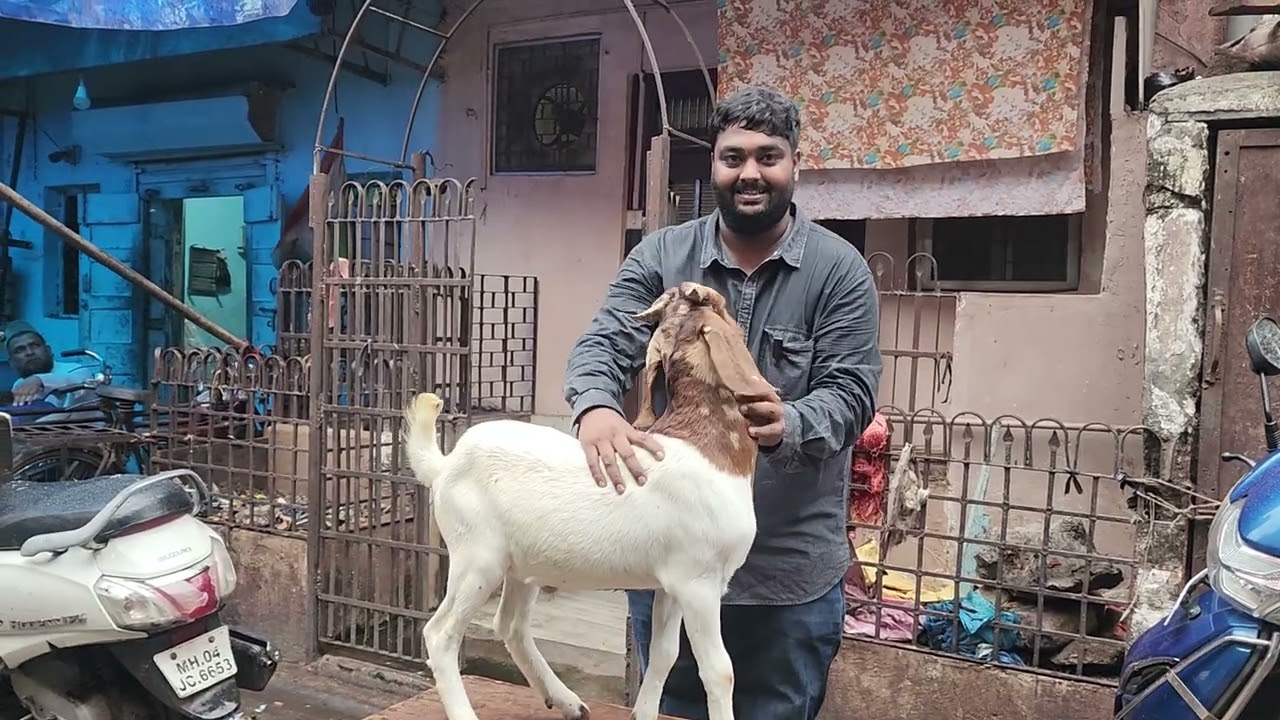 ₹12000 Se Boer Goats At GK Goat Farm Mumbai | The King Of Boer Goats.