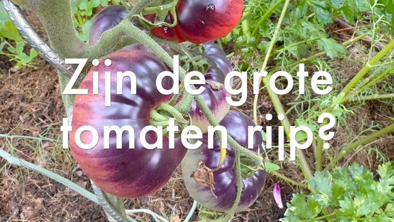 Ini's Moestuin #246- Zijn de grote tomaten rijp? Droogbonen oogsten en verwerken & pruimenjam maken.
