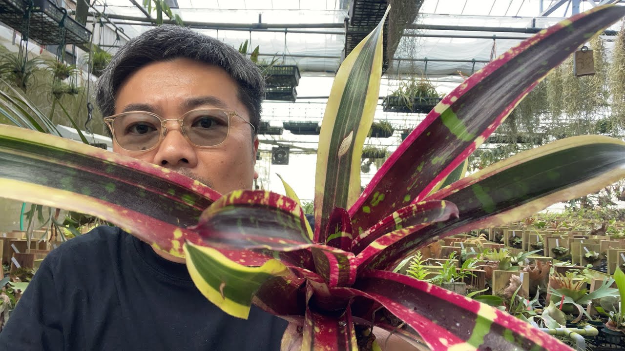 タンクブロメリアの魅力