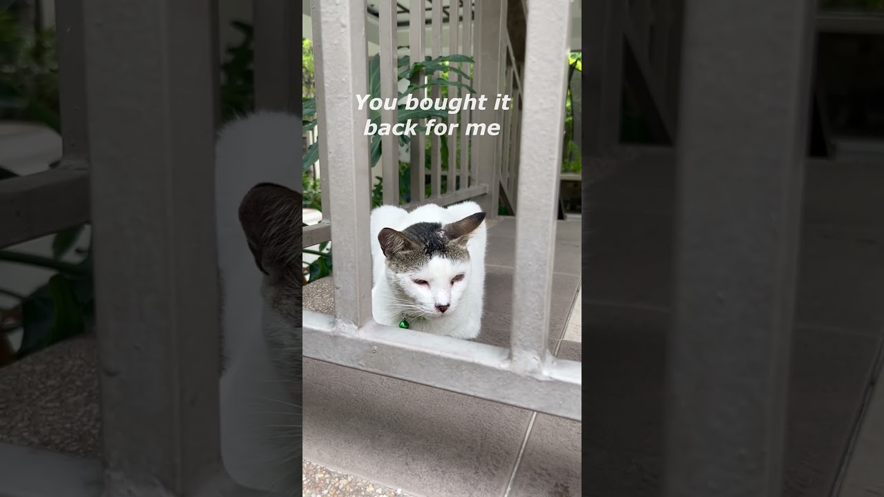 🐱Anne Murray - You Needed Me (cover) with cat on stairs.