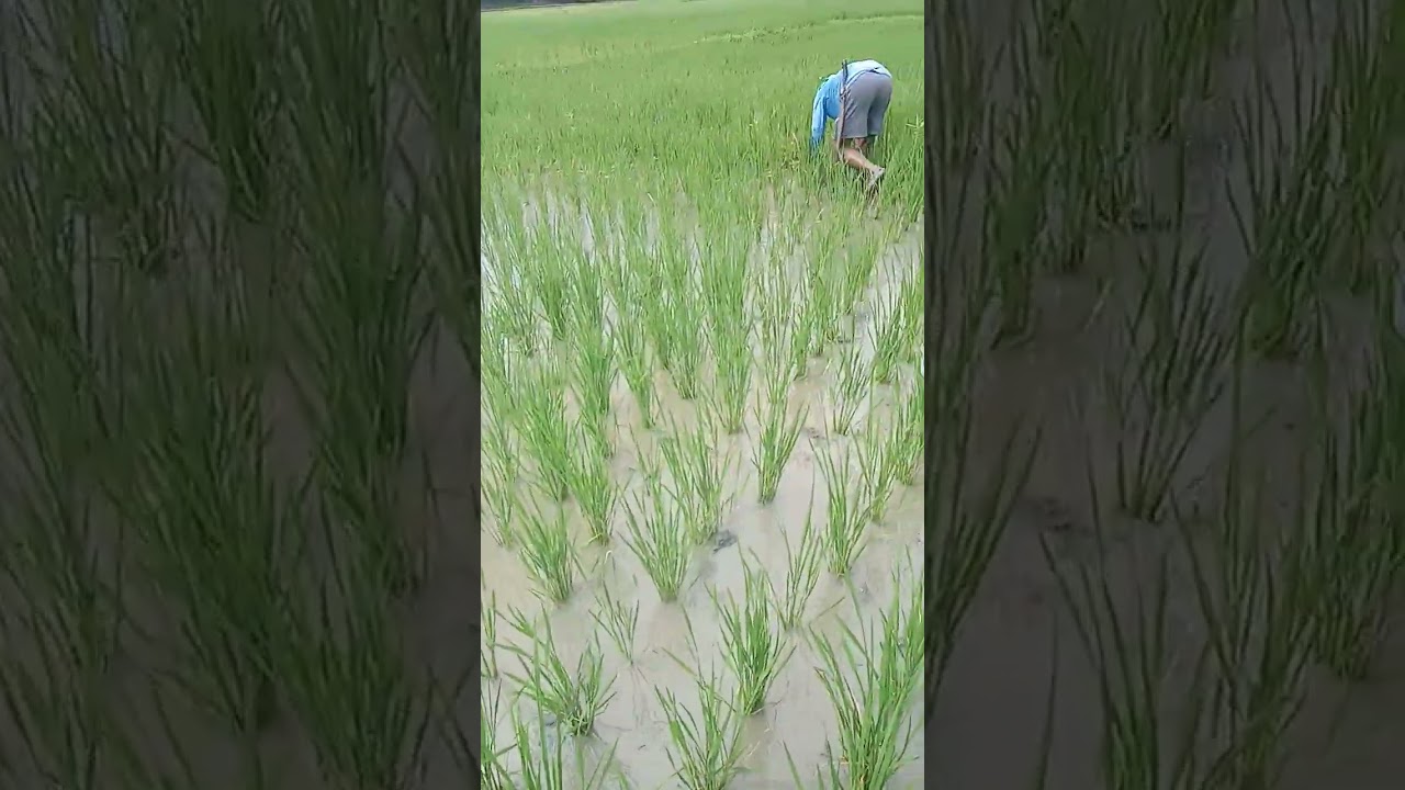 My daily life tanggalin natin ang mga damo guy's para mamunga ng maganda part 2