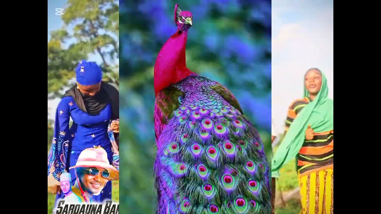 Sardauna Bani 🔥 – This Song Is Taking Over Northern Nigeria (Badar x)