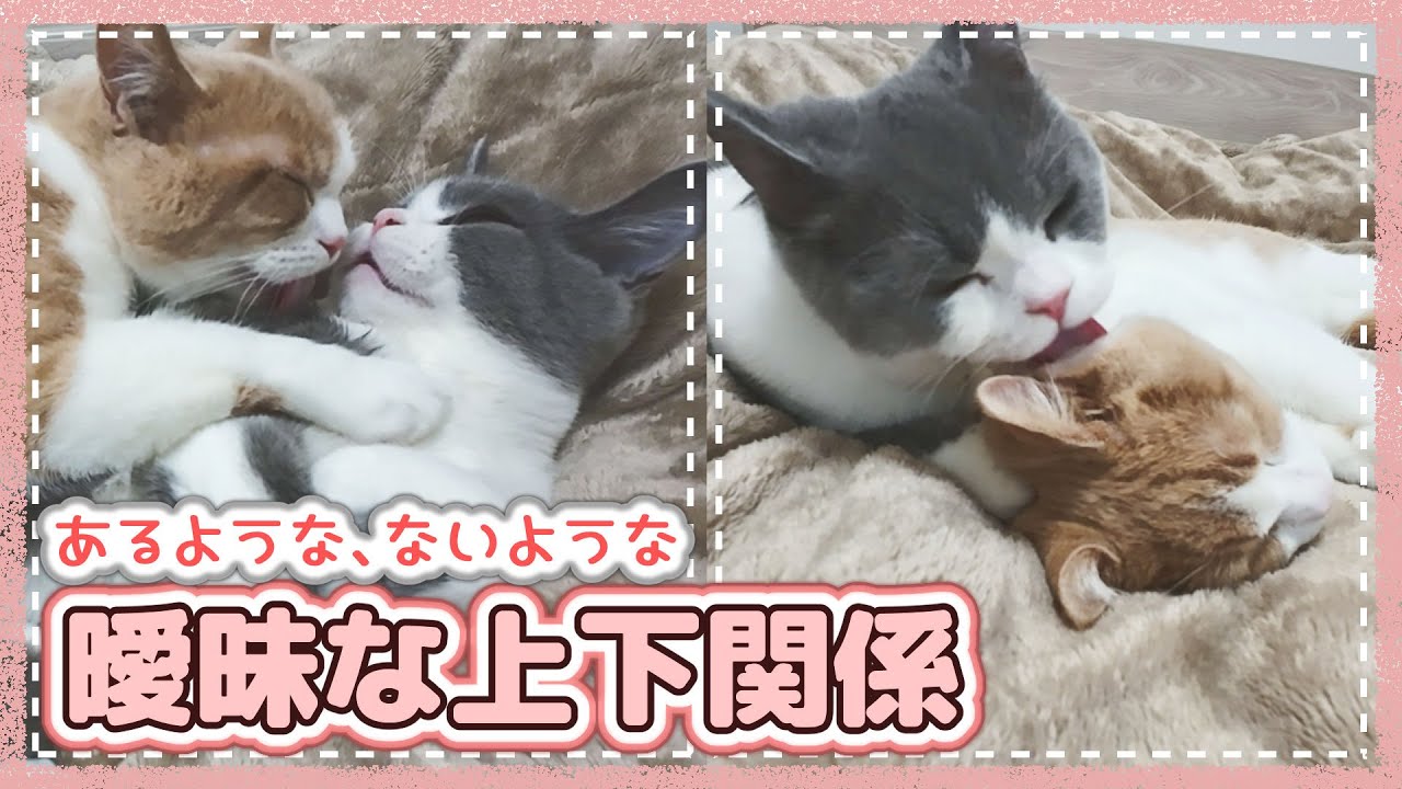 互いにちょっかい出しあいグルーミングしあう猫たち