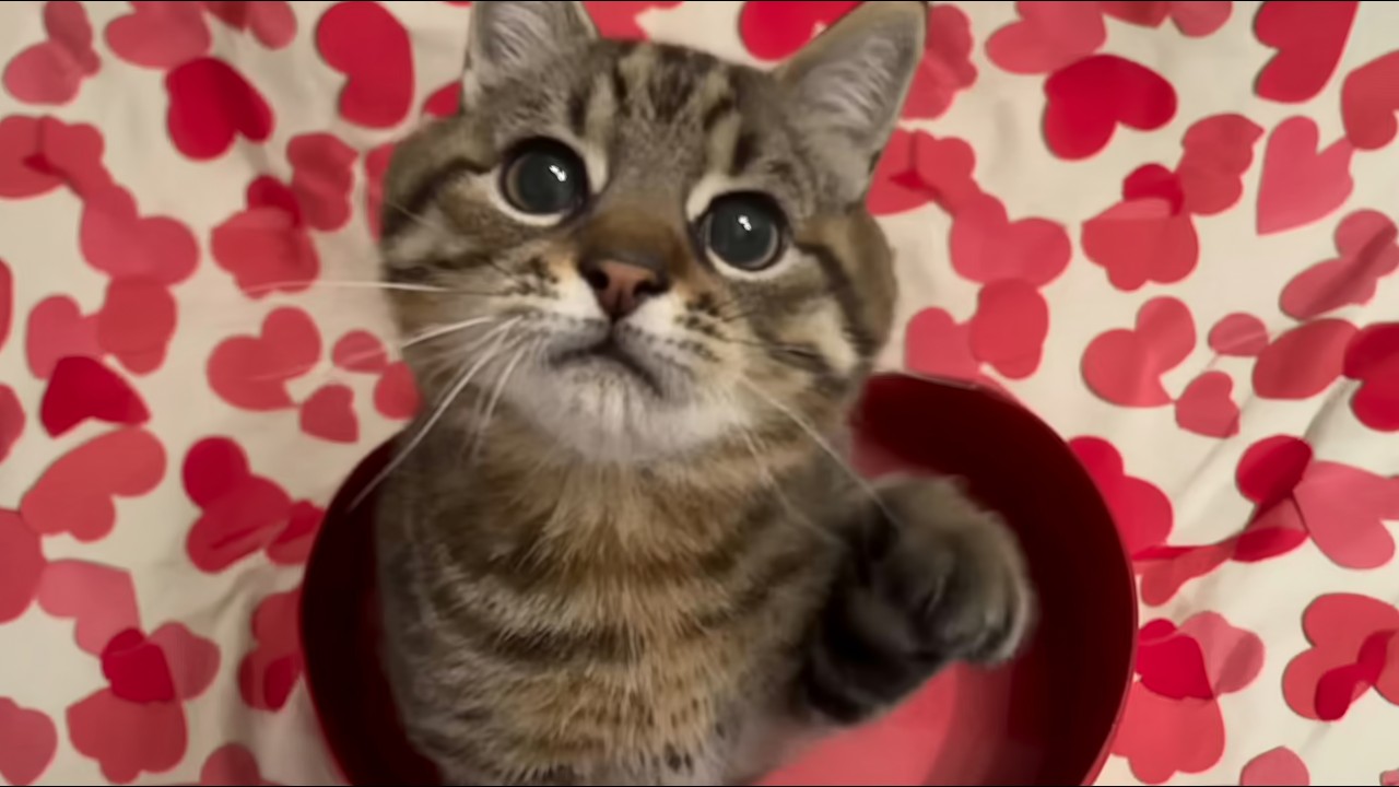 She Reached Out Her Paw to One Stranger. That Was All It Took.