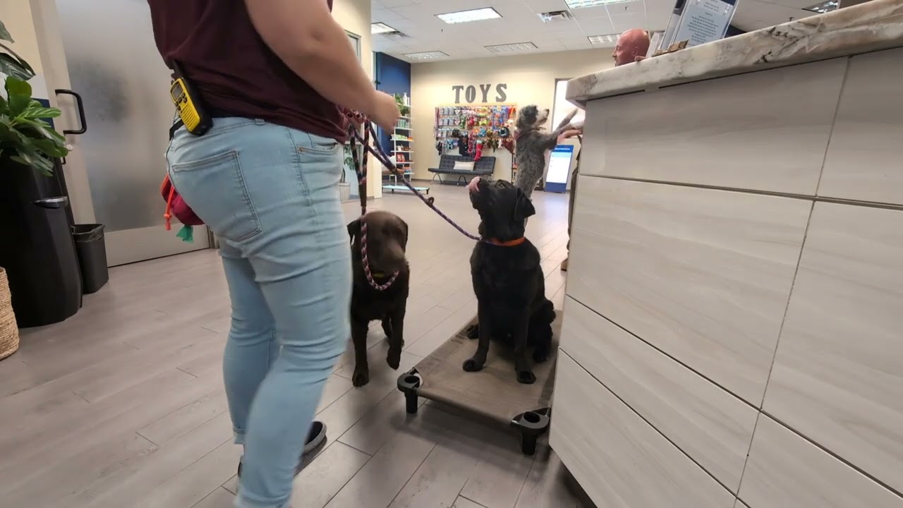 Gus and Frankie Training Video 7.31.24