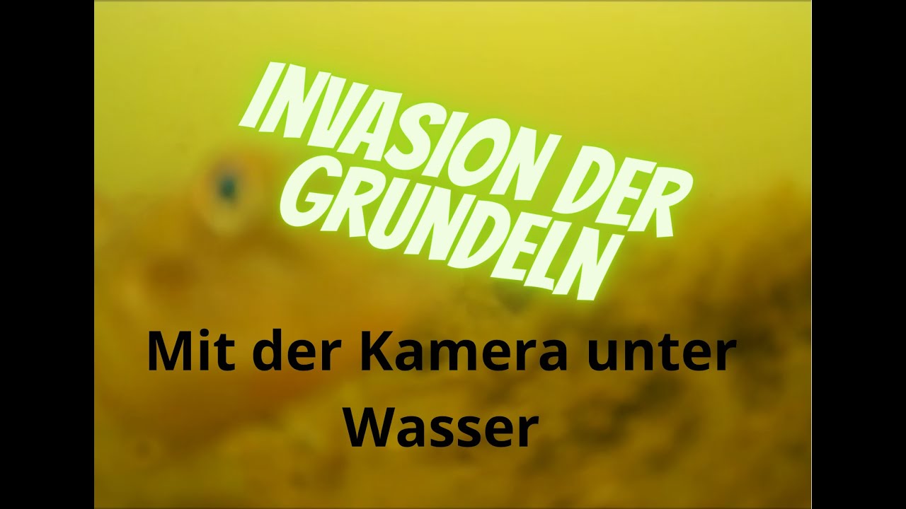April 2022 - Invasion der Grundeln