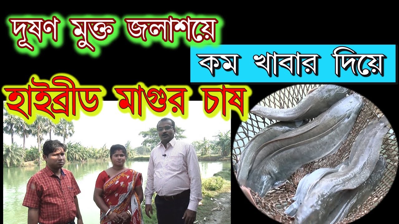 কম খাবারে হাইব্রীড মাগুর চাষ#Hybrid magur chas in low feed by J.C.Biotech +919434022393 / 9830297023