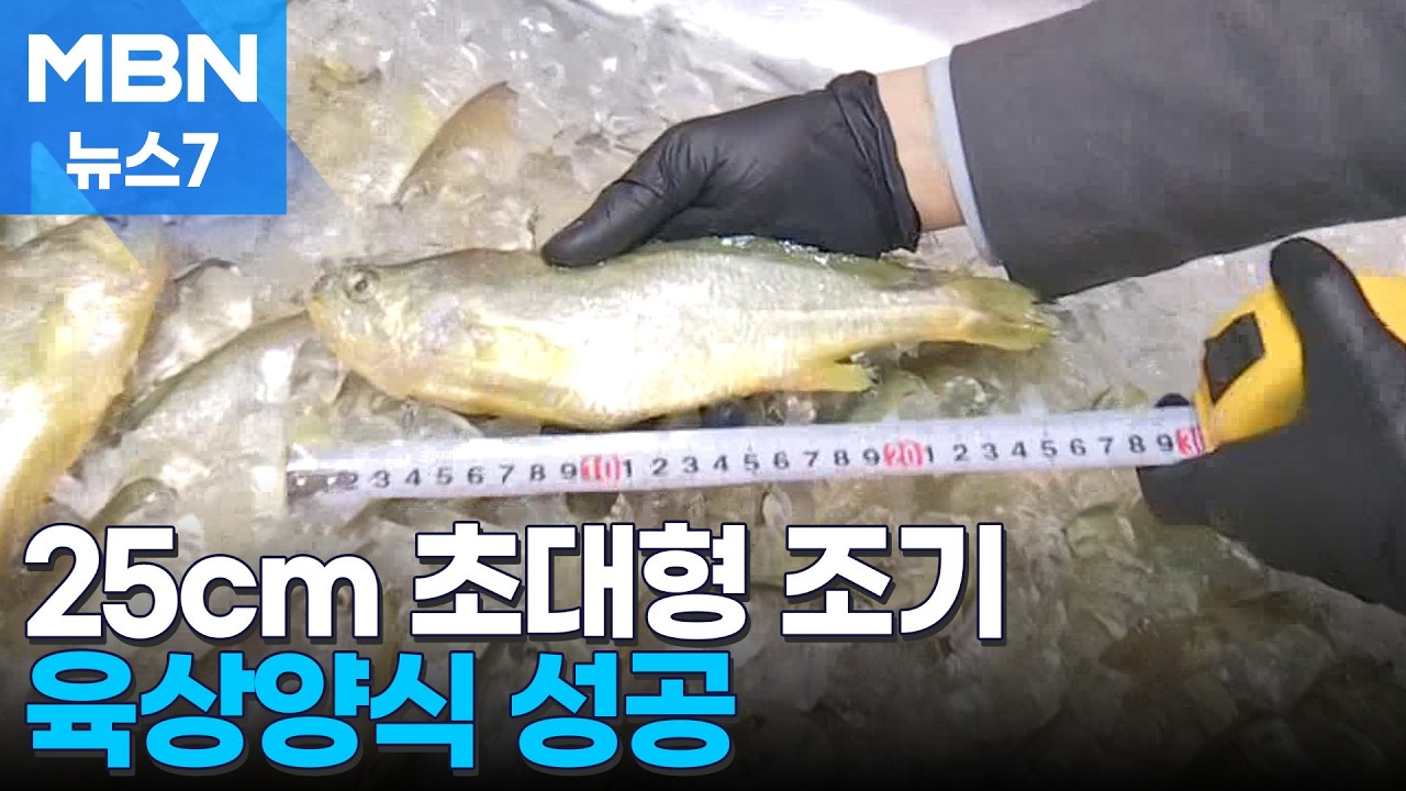 '25cm 초대형 조기' 양식 성공&hellip;통통하고 맛 좋아 엄지 척 [MBN 뉴스7]