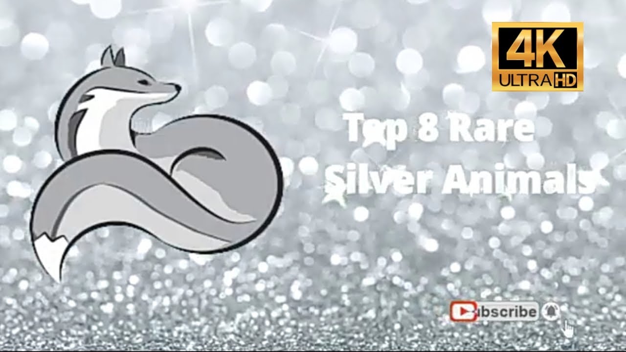 Top 8 Rare Silver Animals 4K