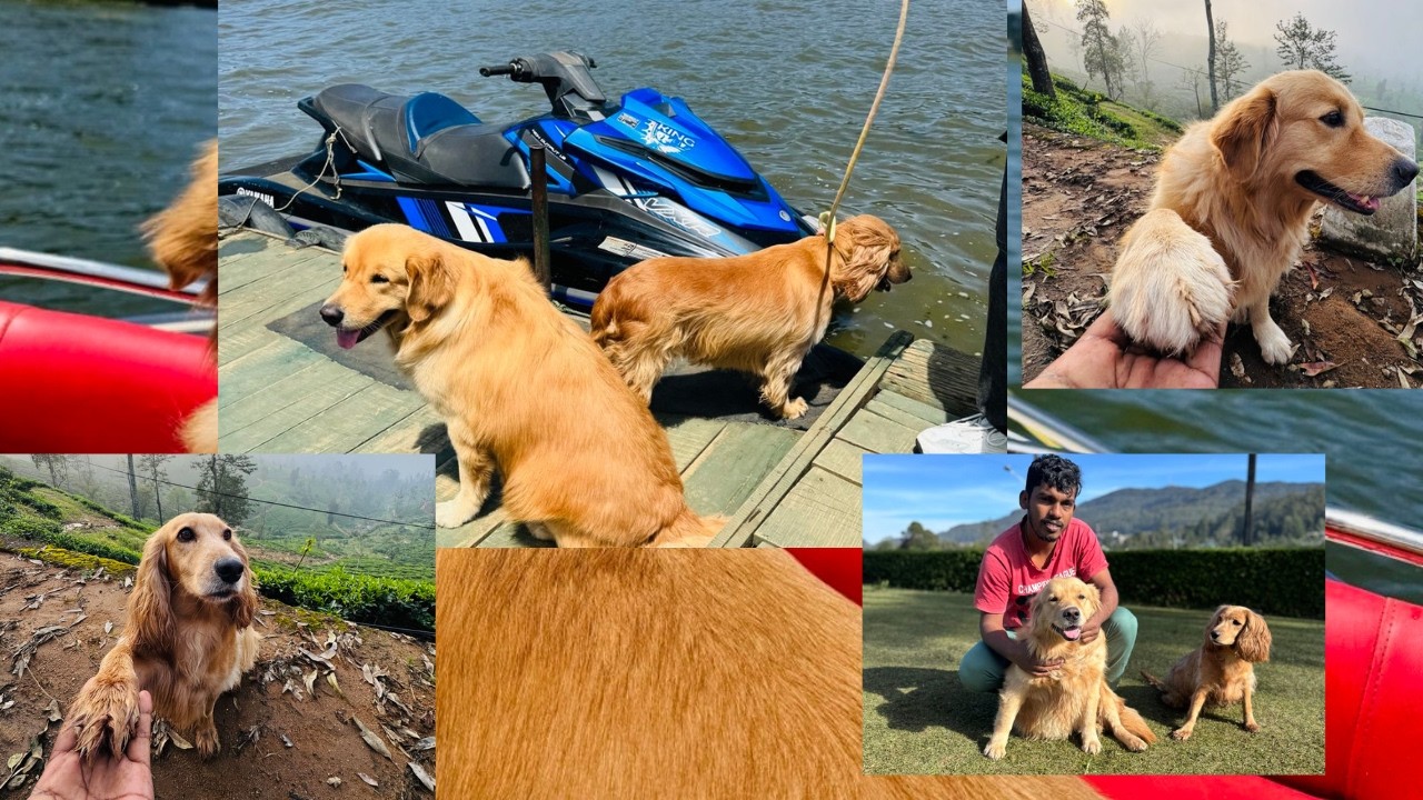 චාලි මැන්ඩි එක්ක ජෙට්ස්කි 😦😦| Charlie, mandy had a jet ski ride | #petcare #petlove