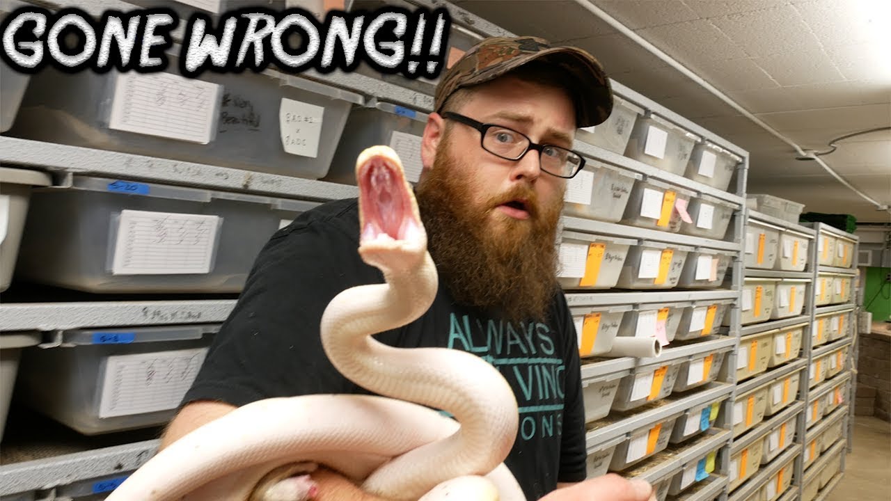 HANDLING SNAKES GONE WRONG!!