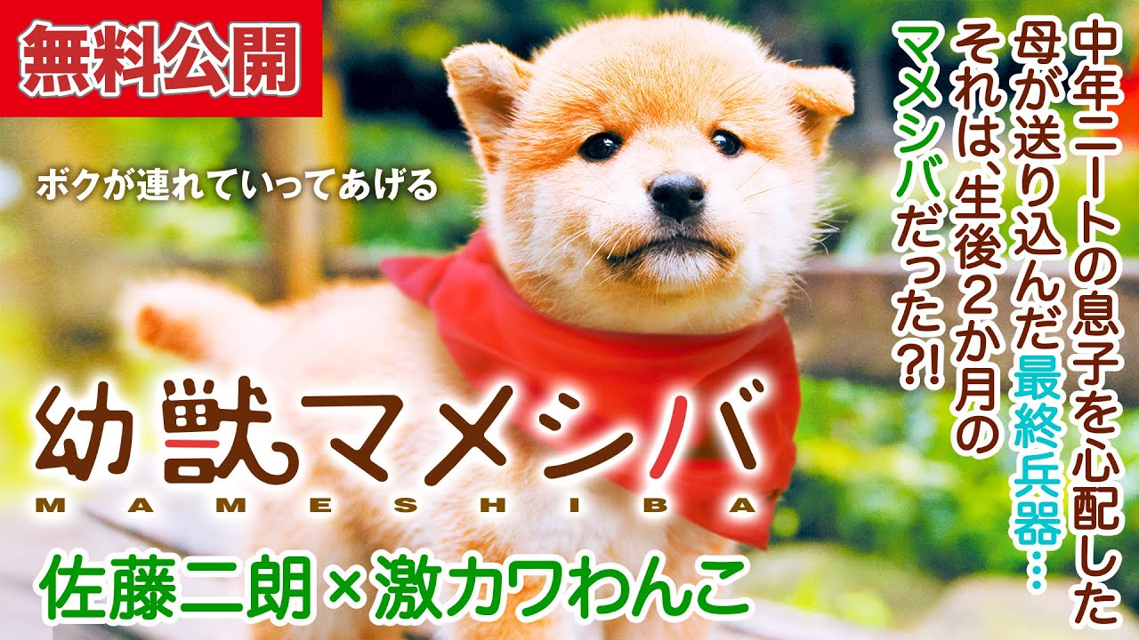 【🎬無料公開中】佐藤二朗&times;安達祐実&times;激カワわんこ🐶あのコンビが帰ってきた！『映画版　幼獣マメシバ』