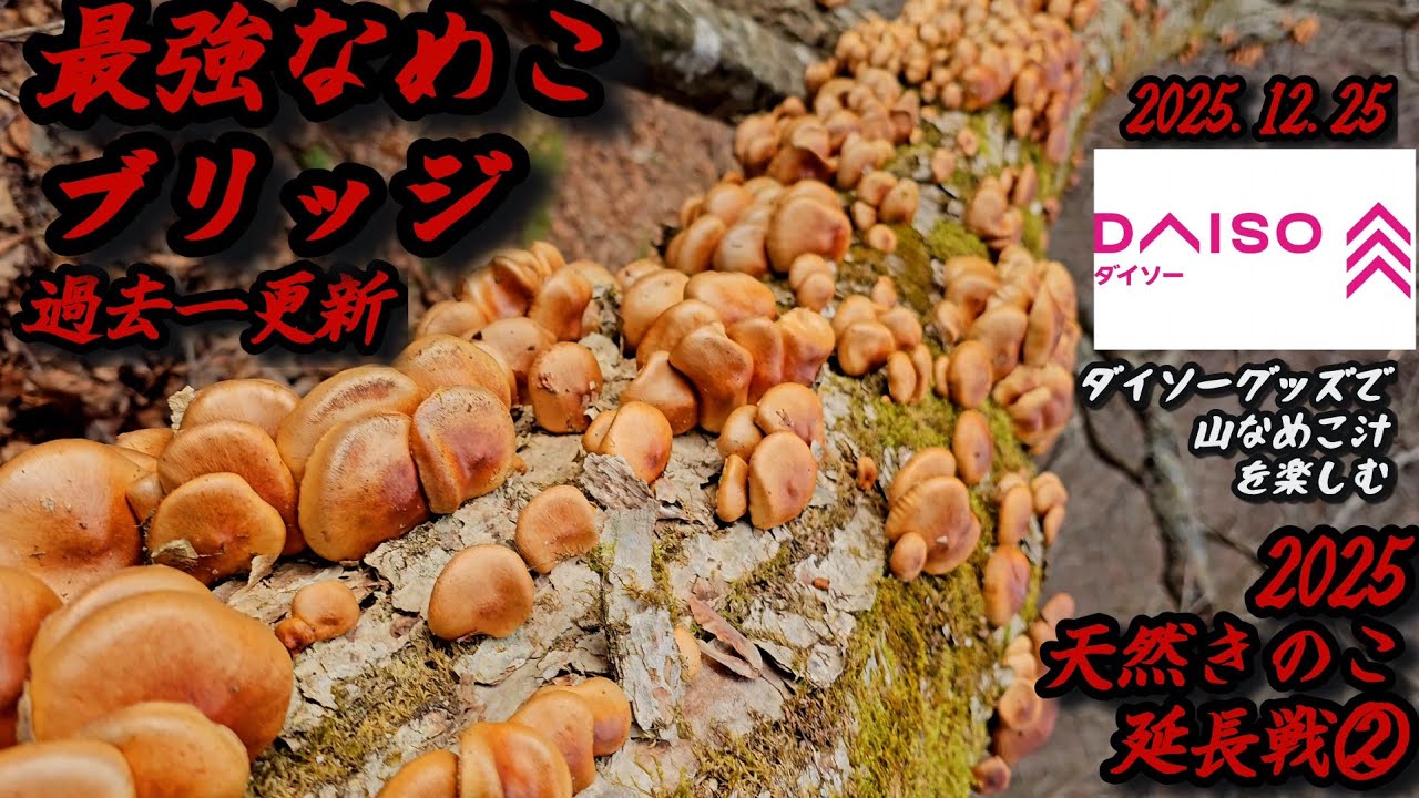 2025天然きのこ延長戦②【最強なめこブリッジに遭遇】ダイソーグッズで山なめこ汁