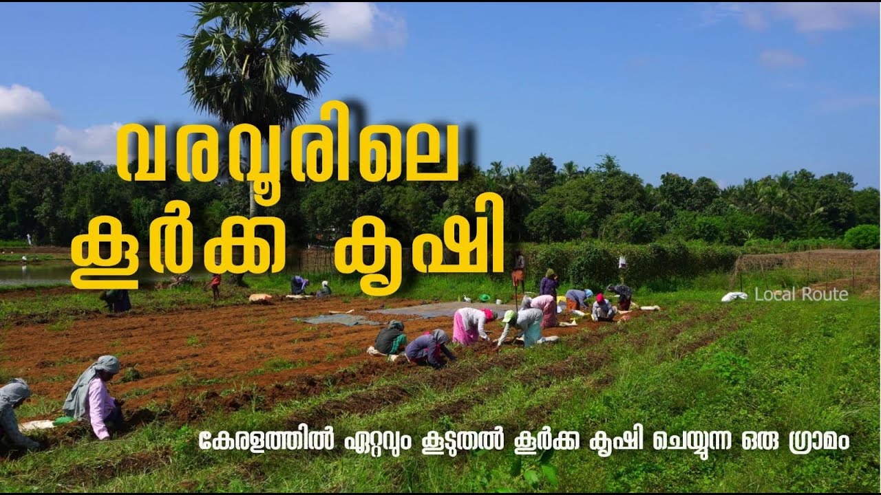 വരവൂരിലെ കൂർക്ക കൃഷി | koorkka Krishi |  Varavoor | കൂർക്ക വിളവെടുപ്പ്