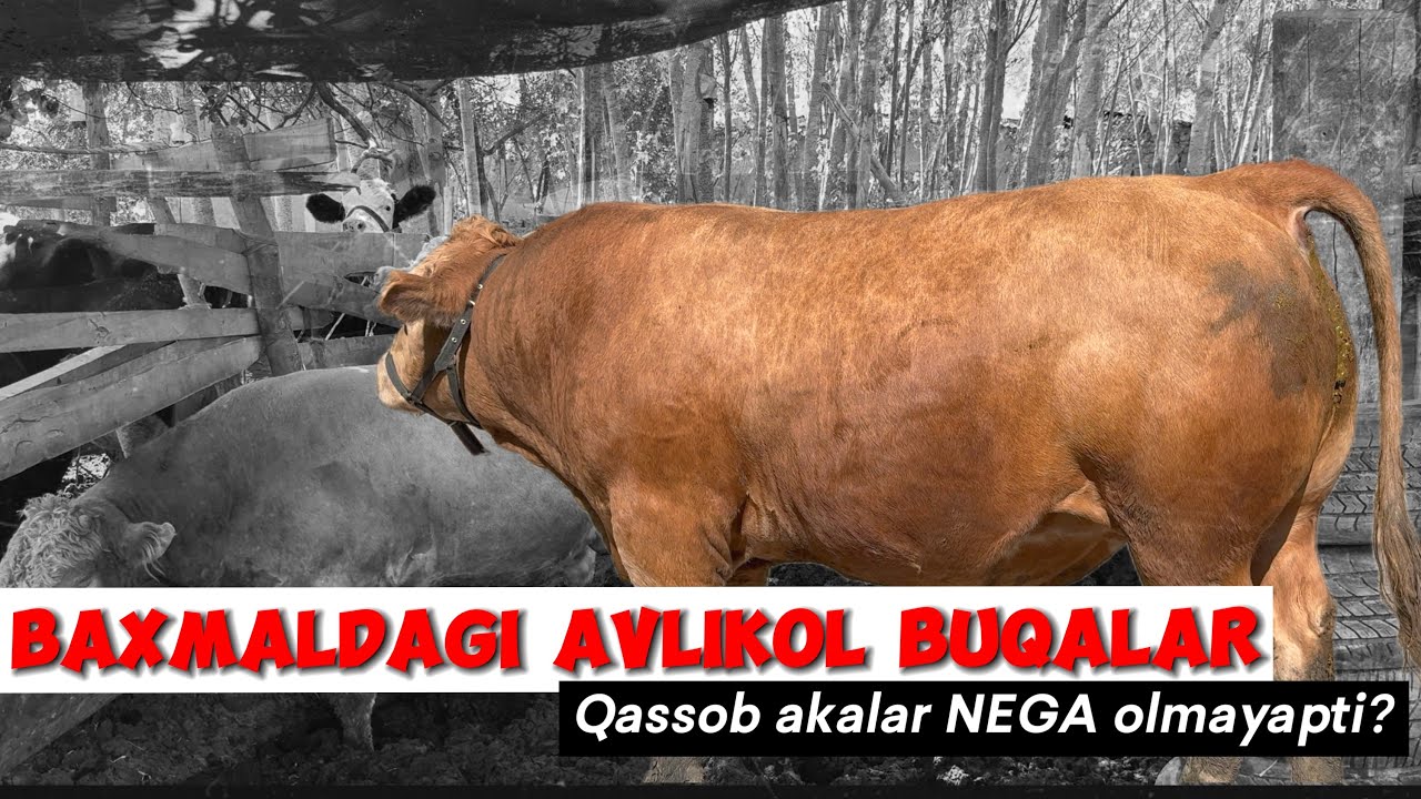 Abiyir og'aning buqalari: Buqalarni sotib olish uchun tel.: +998 33 3303343