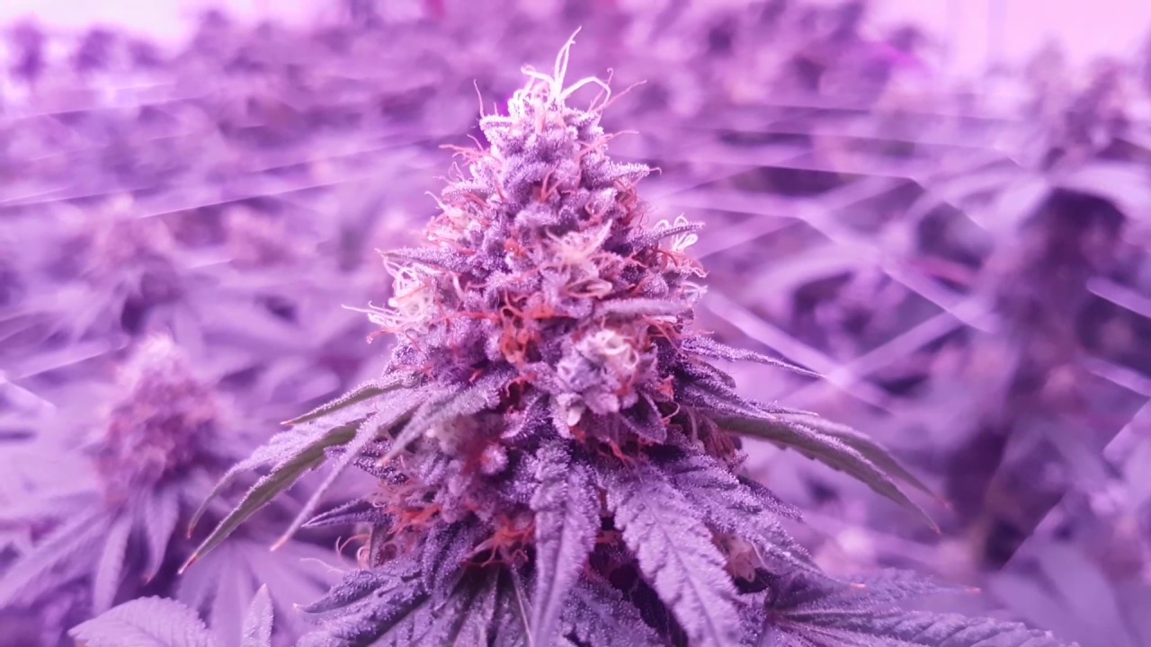 9000 Watt Cob LED Grow Season 3 Episode 6