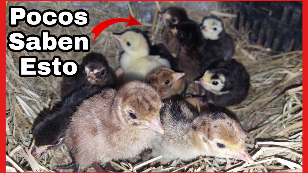 ¡TRUCO! 🔴 Esto hará que NAZCAN todos los HUEVOS de tus gallinas/guajolotas CLUECAS✅️