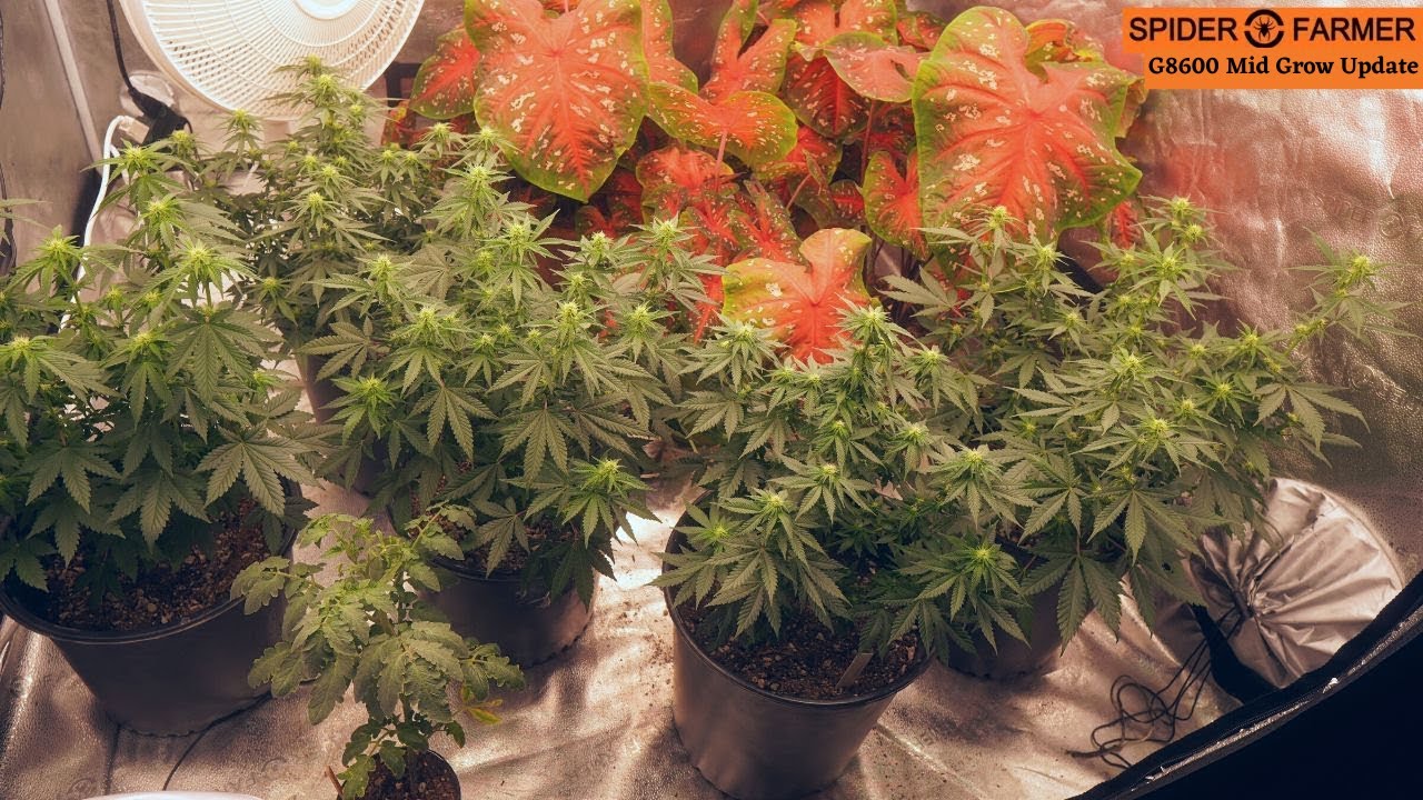 Spider Farmer G8600 Indoor Weed Grow Update  // Nothing But Healthy Cannabis Plants :)