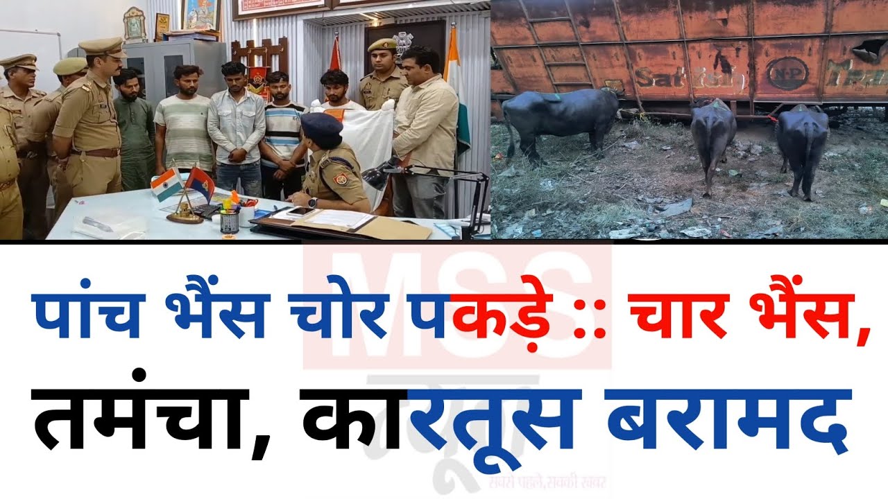 पांच भैंस चोर पकड़े :: 04 भैंस, तमंचा, कारतूस बरामद - एसएसपी ने जाते किया बड़ा खुलासा... Etawah UP