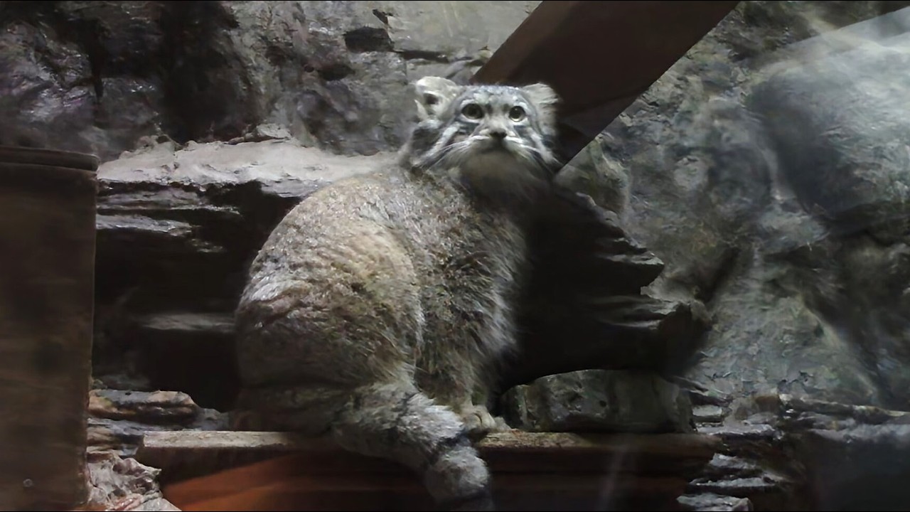 マヌルネコの子供たち「フィーガ＆アブリコース」の日常 （上野動物園）Pallas's Cat Baby