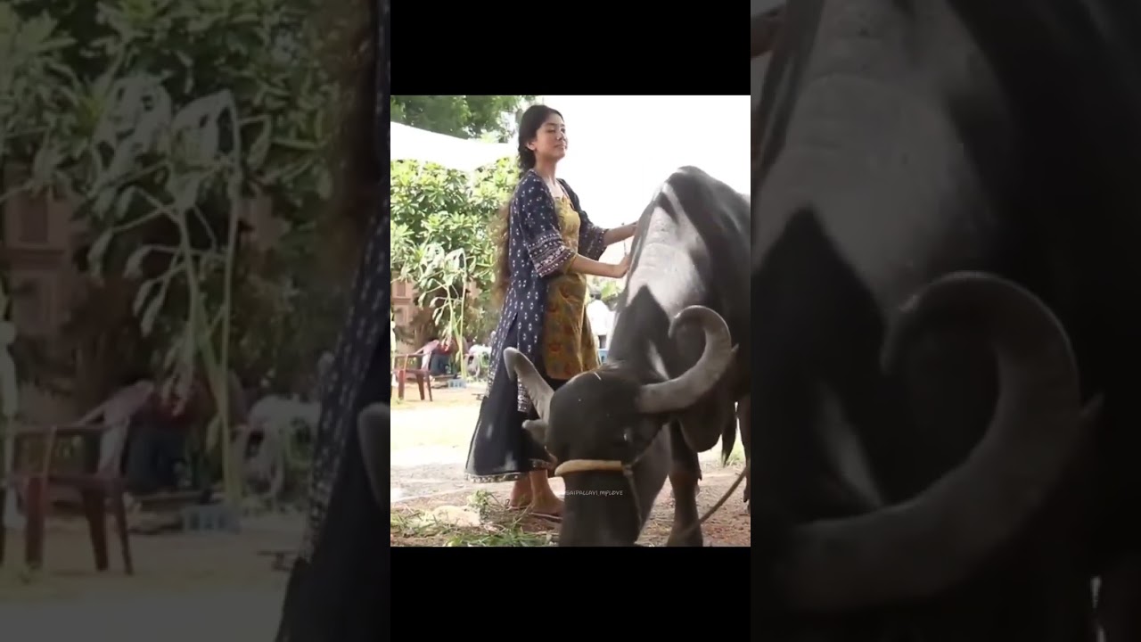 sai Pallavi fidaa movie scene🥰 #saipallavicraze #saipallavisenthamarai #saipallavi #saipallavidance