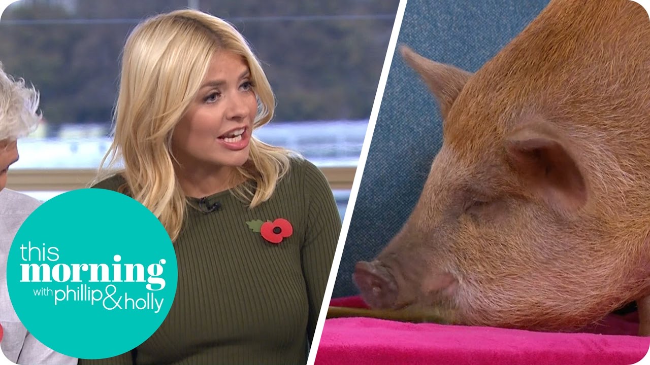 Holly Is Slightly Nervous Of Pampered Pig Penny | This Morning
