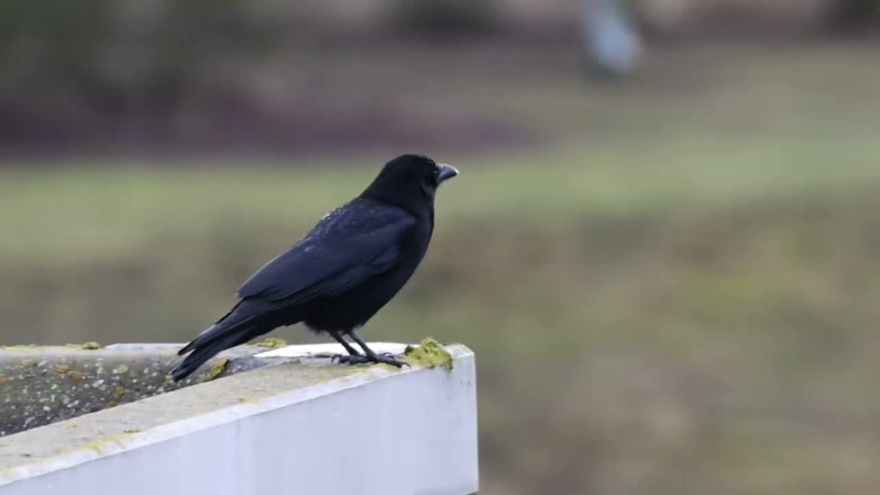 Rabenkrähe im Obstbaum