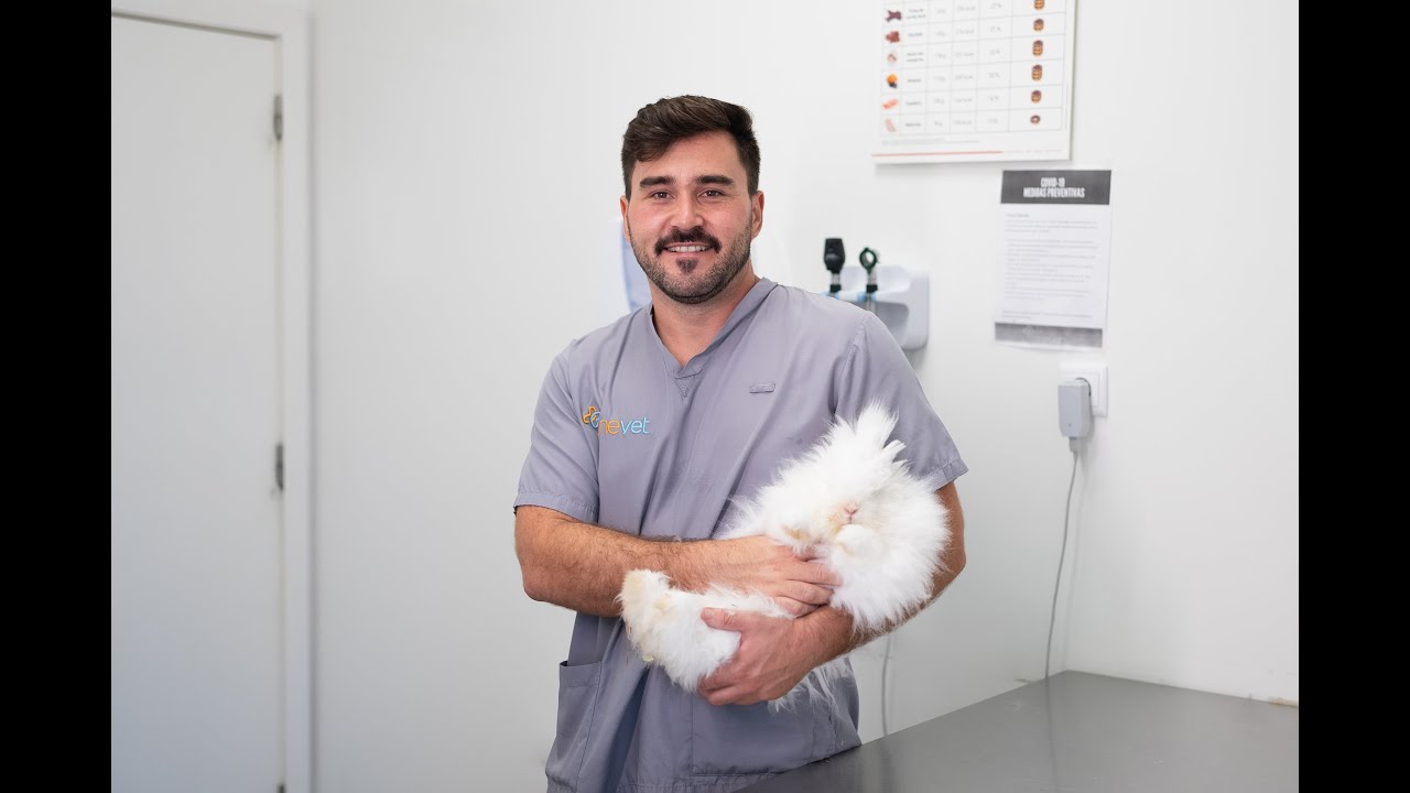 OneVet Group l Consulta da Fifas
