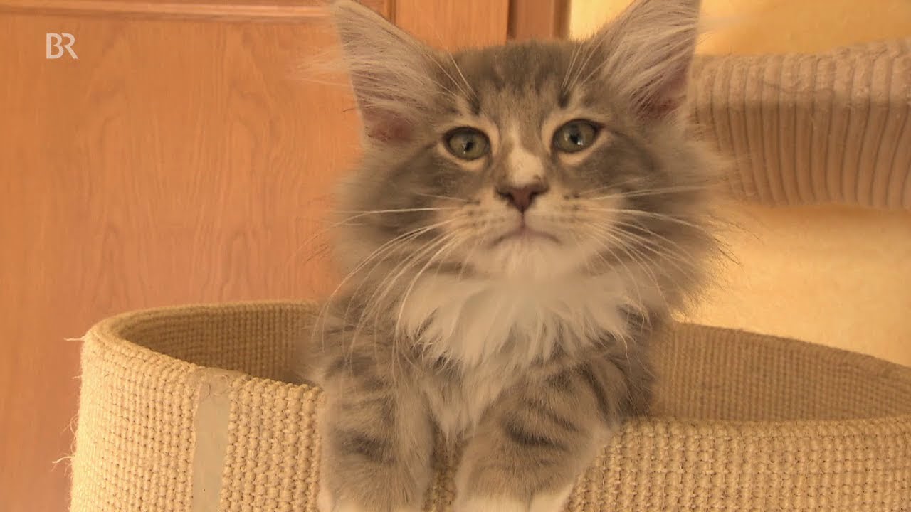 Katzenfutter: Was Besitzer beachten sollten | BR24