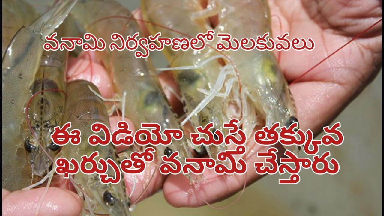 how to do the vannami culture