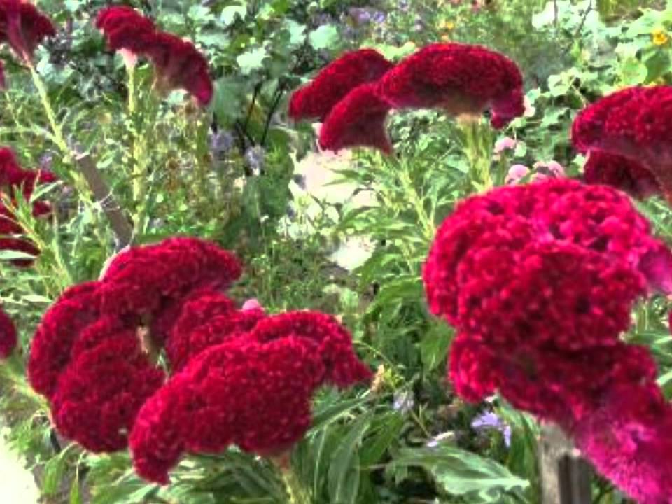 REYNALDO ARMAS. FLOR DE VERANO